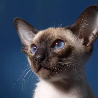 Siamese cat