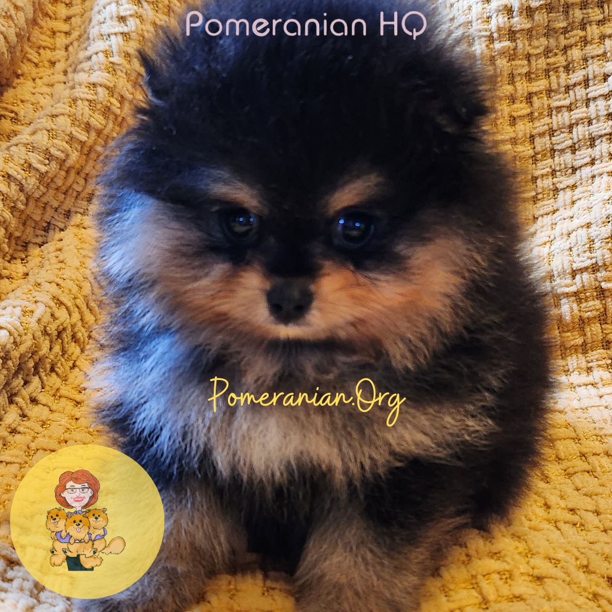 Black Pomeranian Names