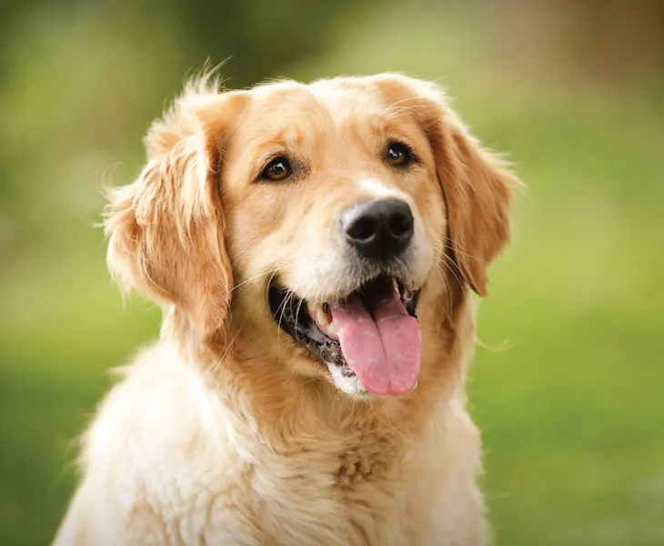 Golden Retriever