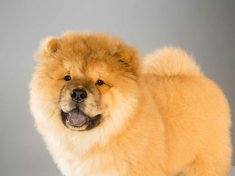 about Chow Chow