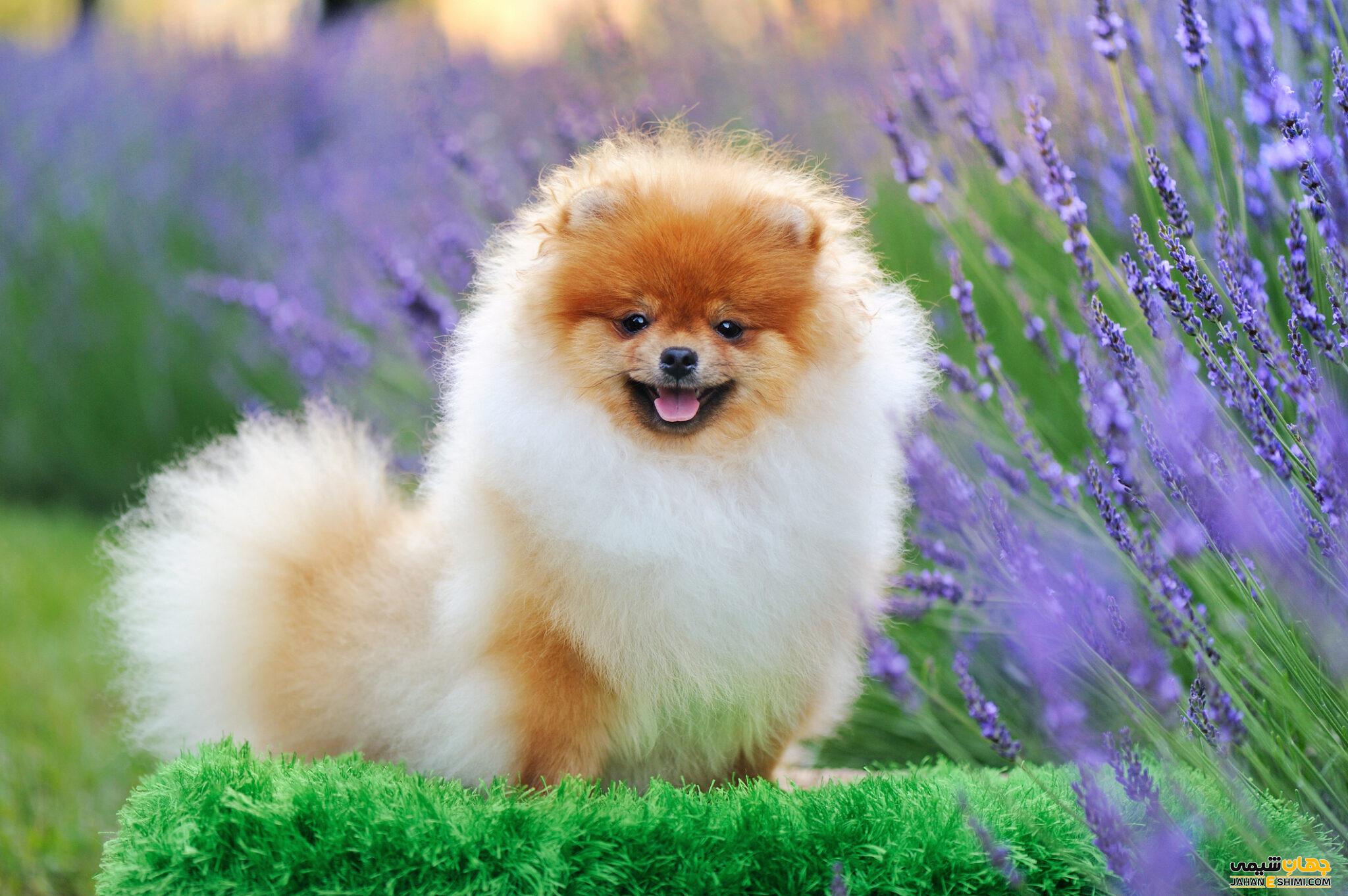 تاریخچه نژاد پامرانین