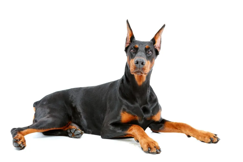 about doberman