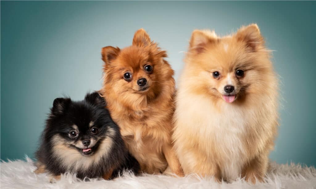 Pomeranians