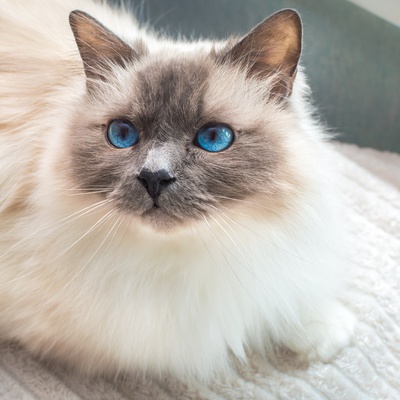 Birman Cat breed