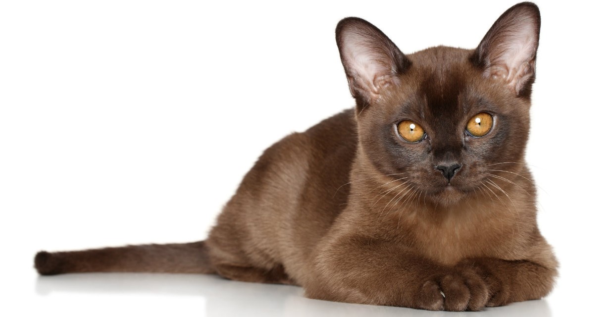 Burmese cat