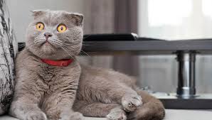 Scottish Fold Cat breed