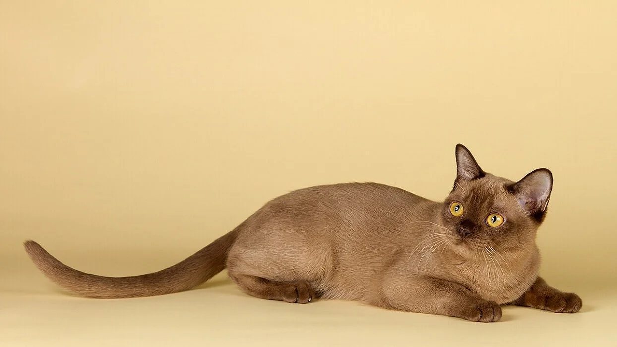داستان نژاد گربه برمیس-Burmese cat