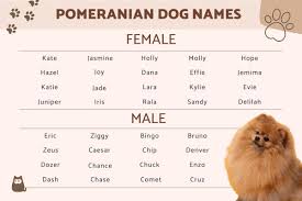 Cute Female Pomeranian Names
